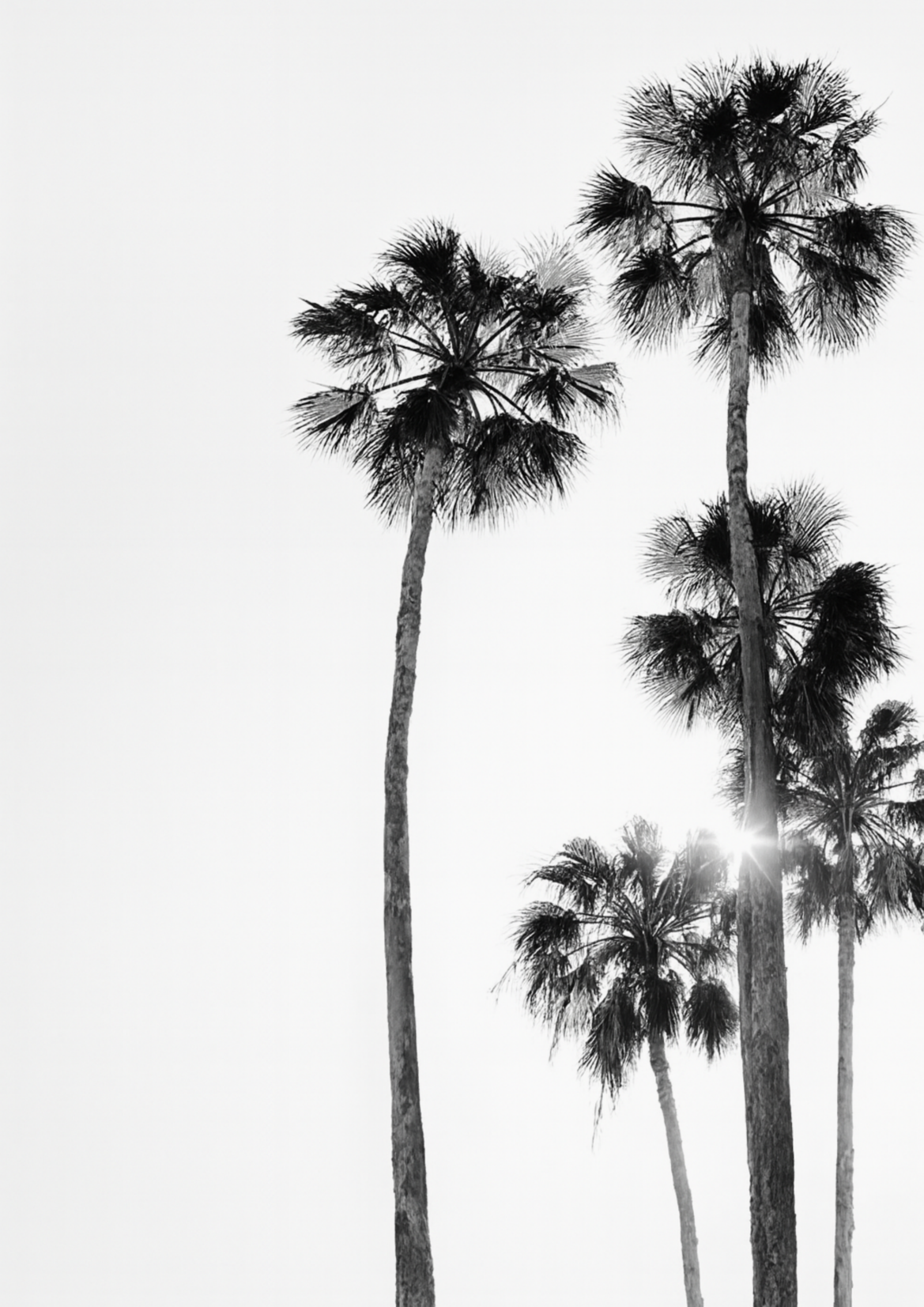 Palm Paradise