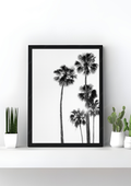 Palm Paradise