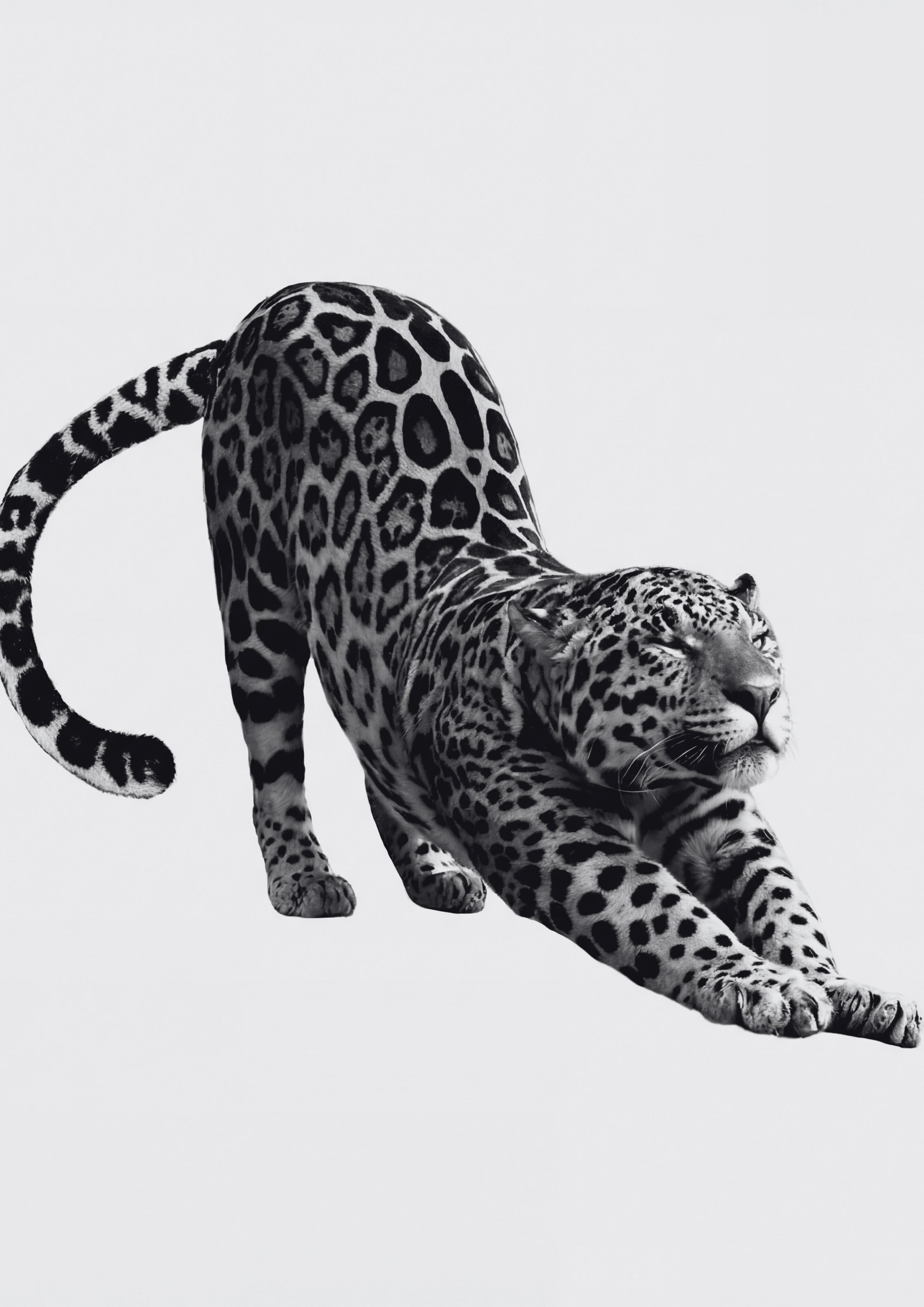 Feline