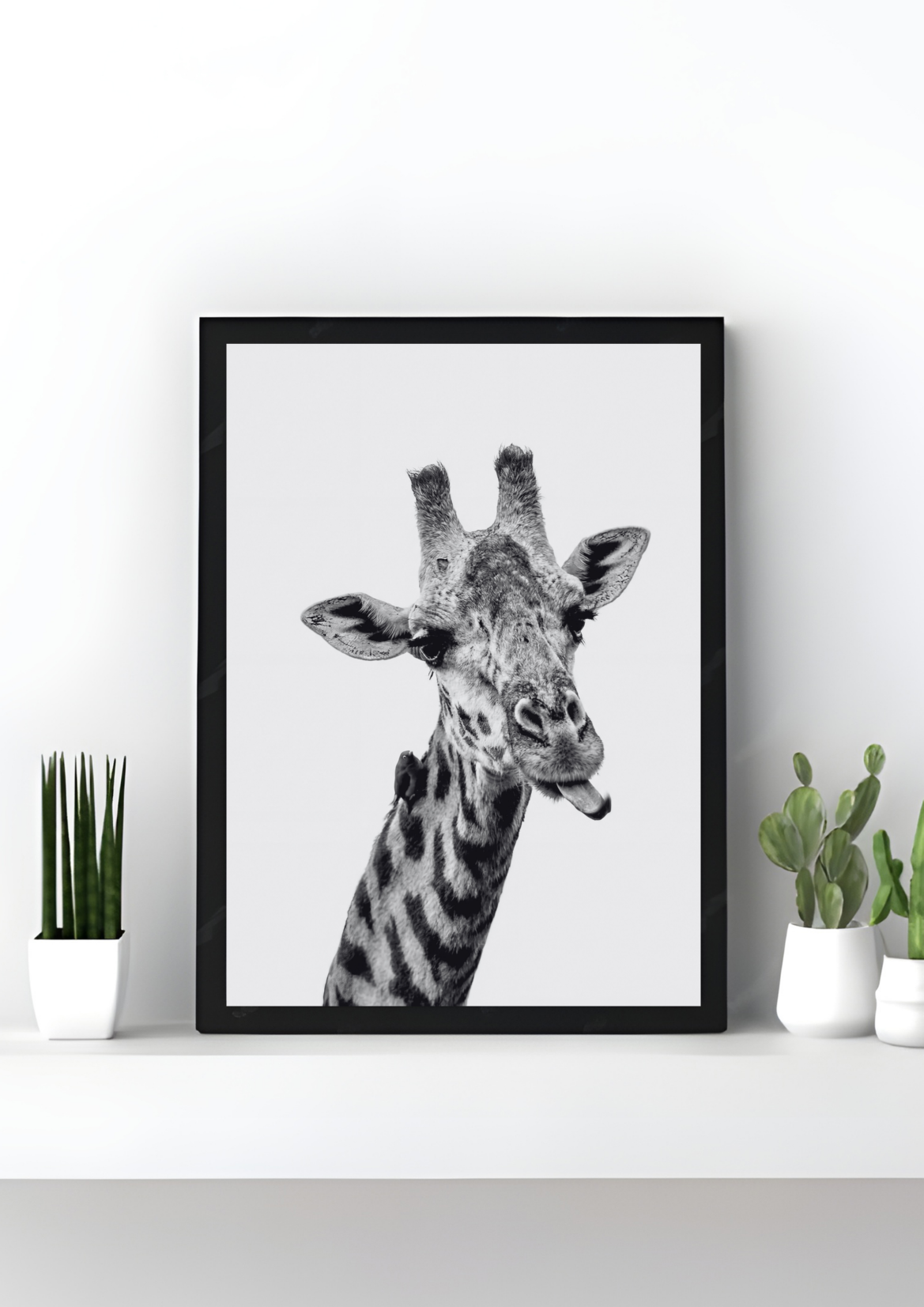 Safari Attitude