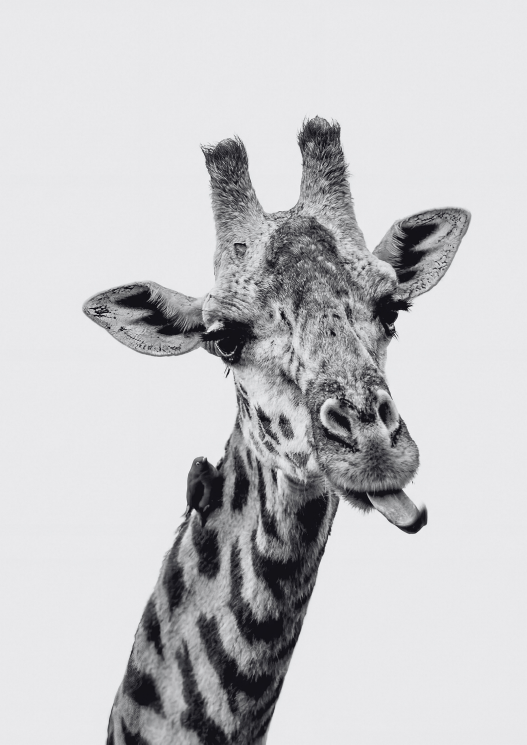Safari Attitude