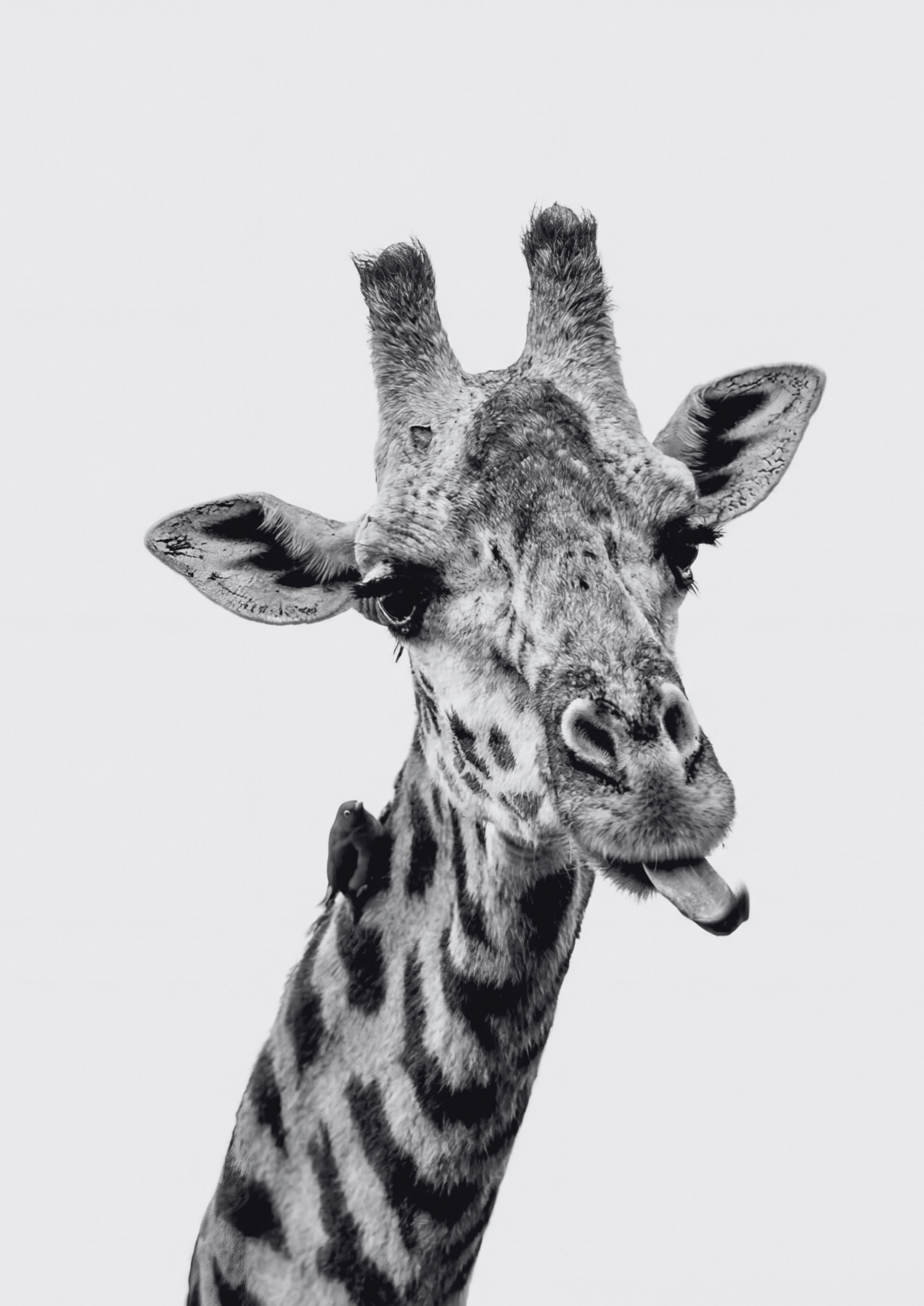 Safari Attitude