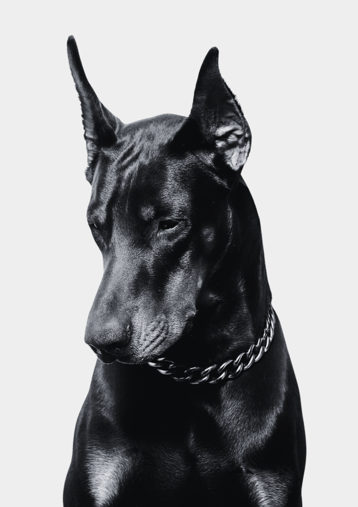 Alpha