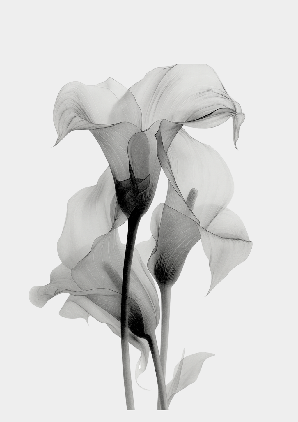 Ivory Grace