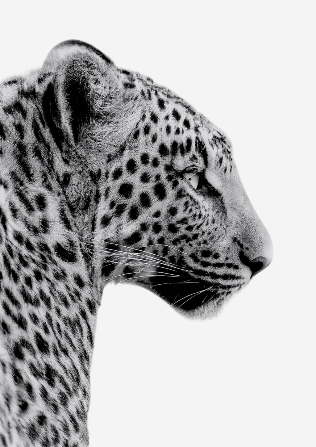 Majestic