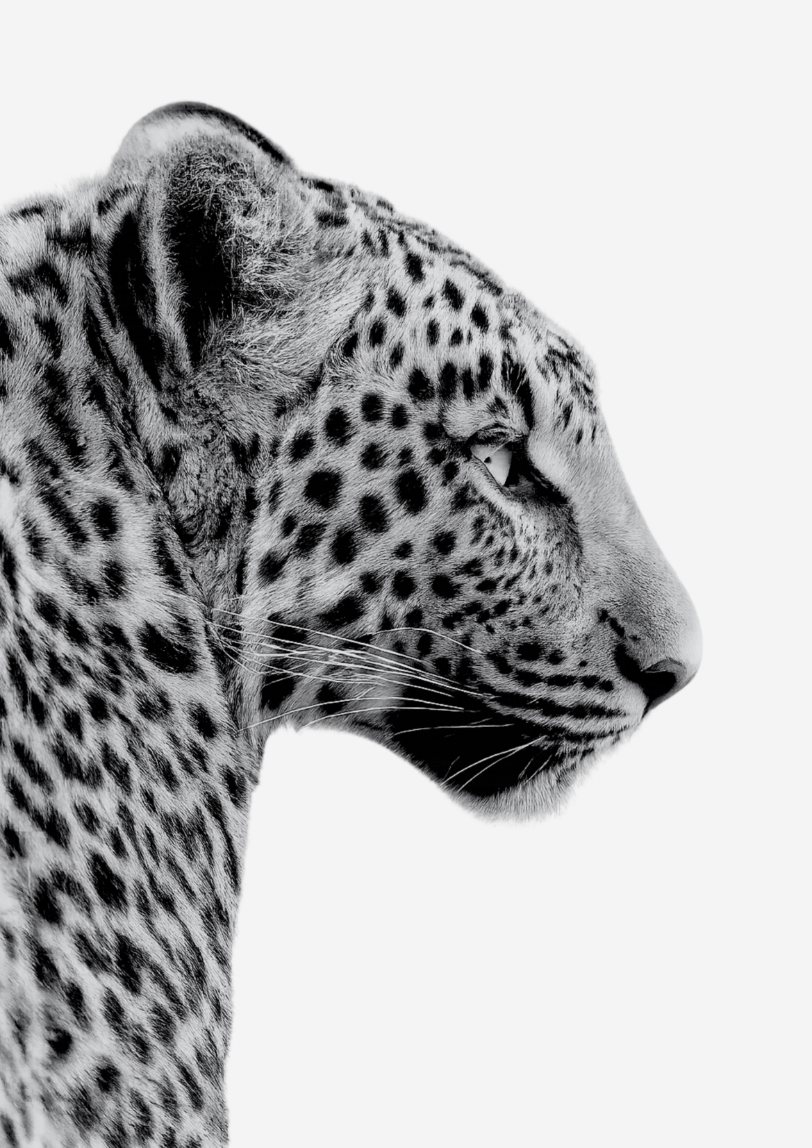 Majestic