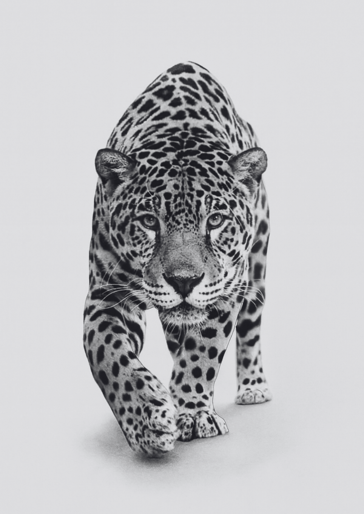 Focused
