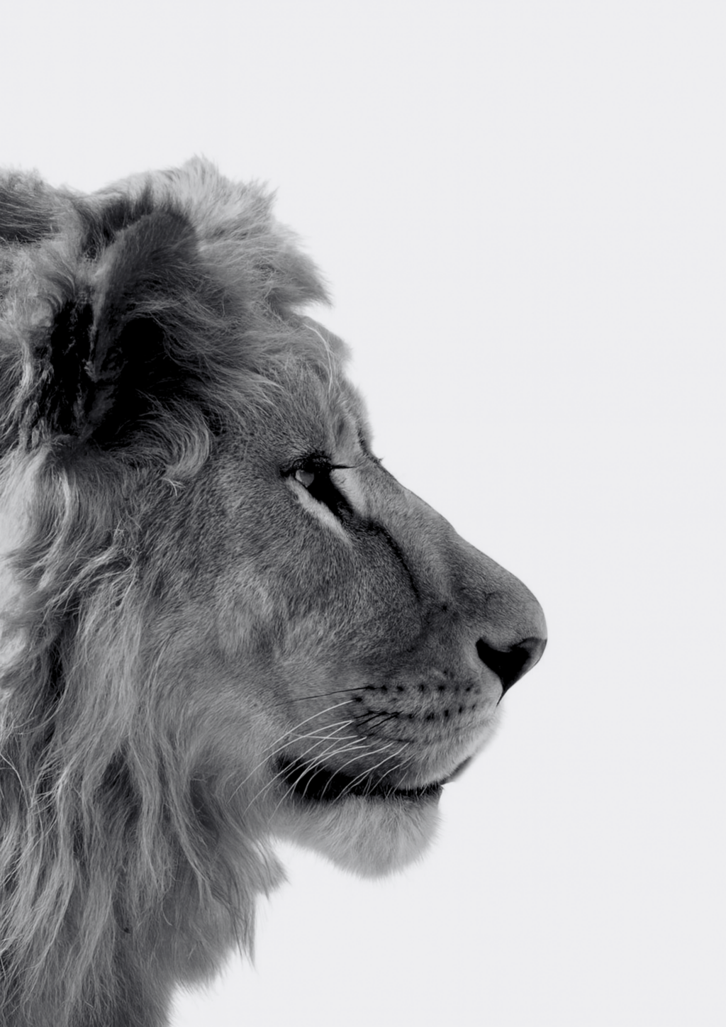 Majesty