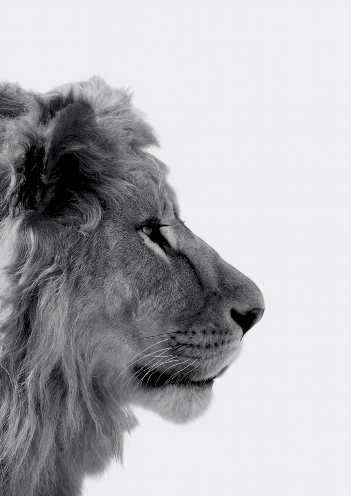 Majesty