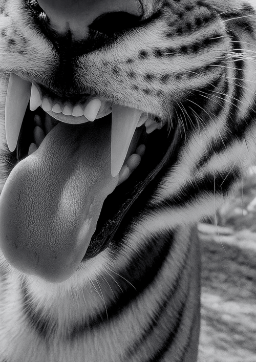 Alpha Roar